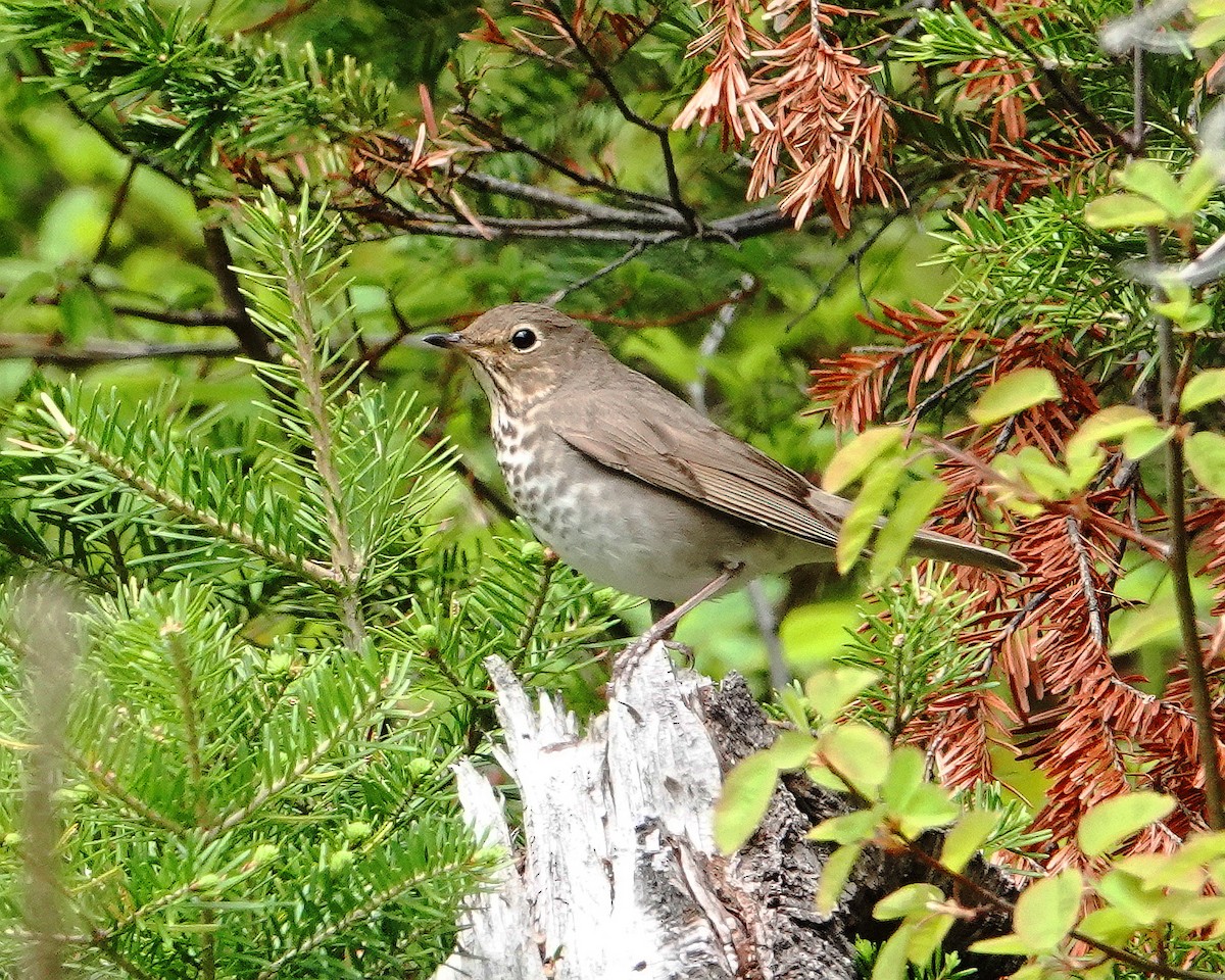 Hermit Thrush - ML620533245