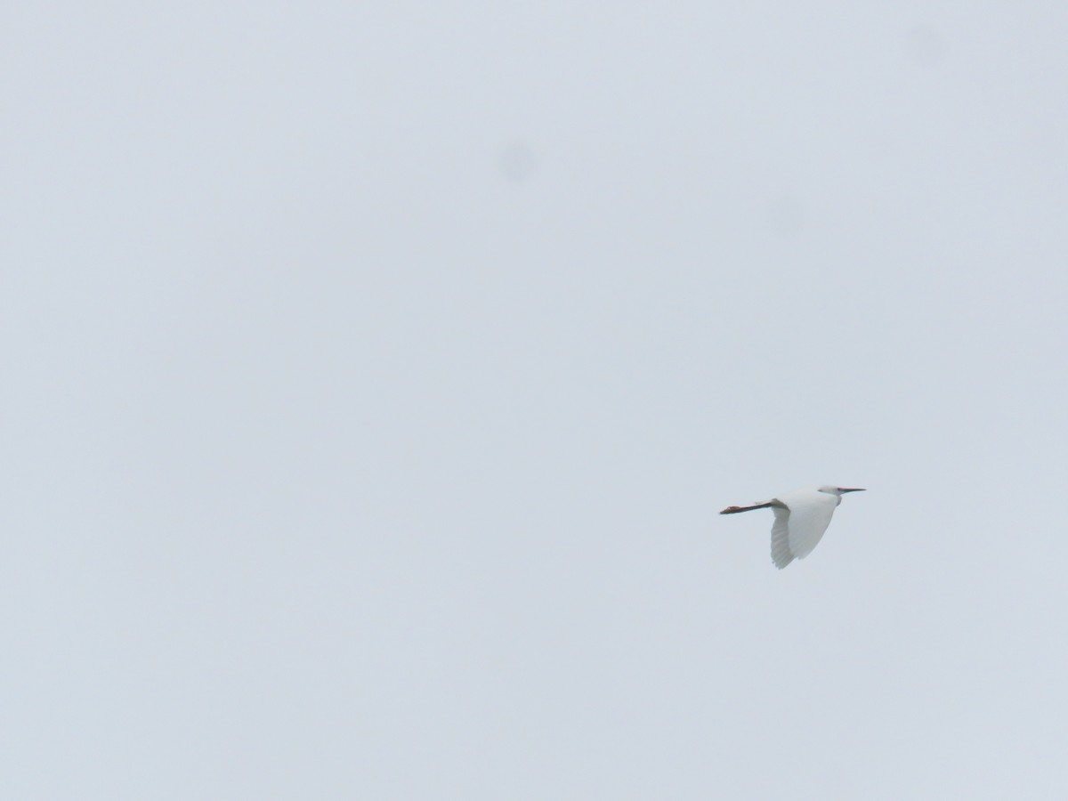 Little Egret - ML620533248