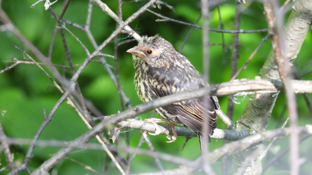 Red-winged Blackbird - Lillian G