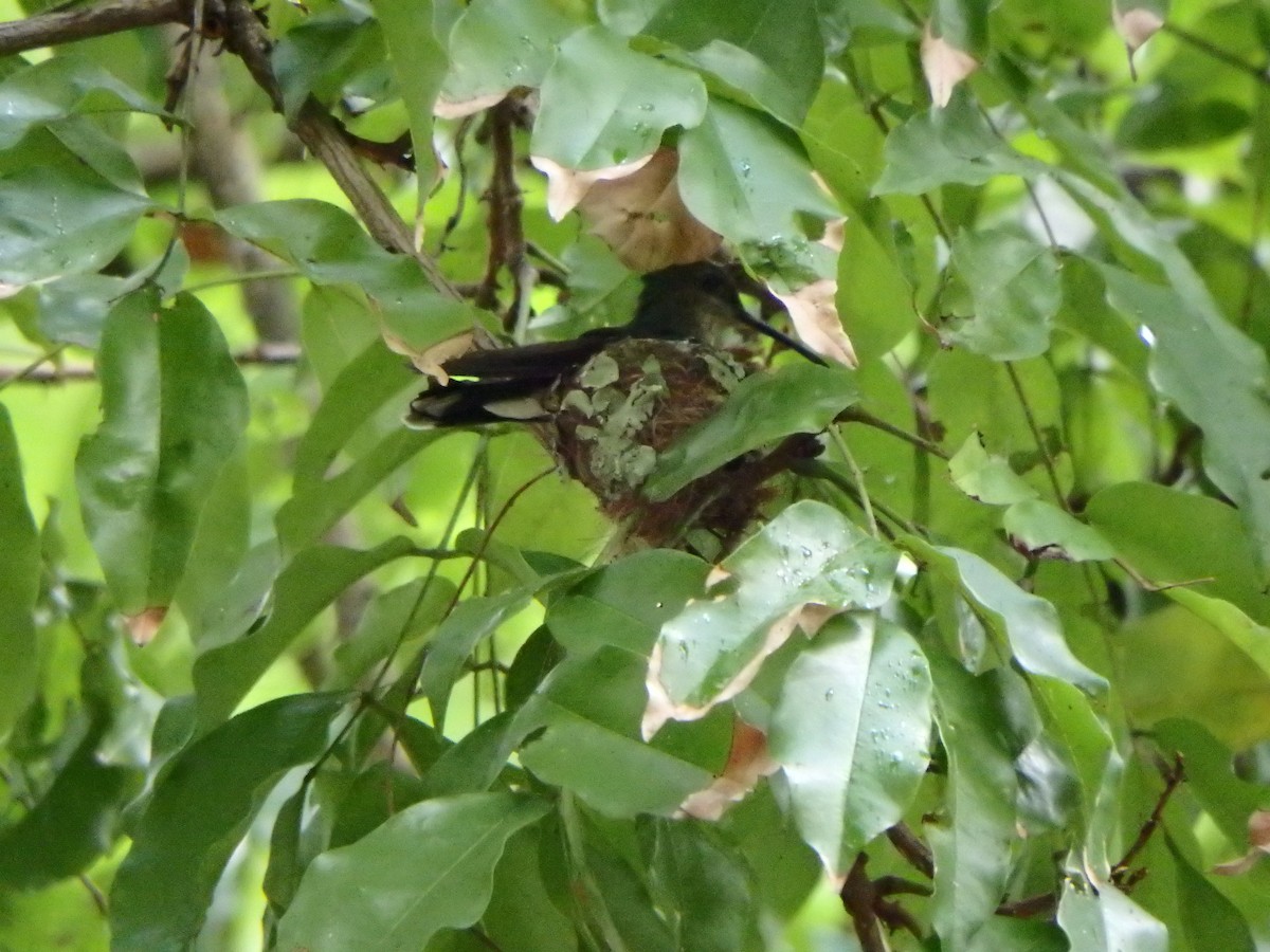 Colibrí de Buffon - ML620533258