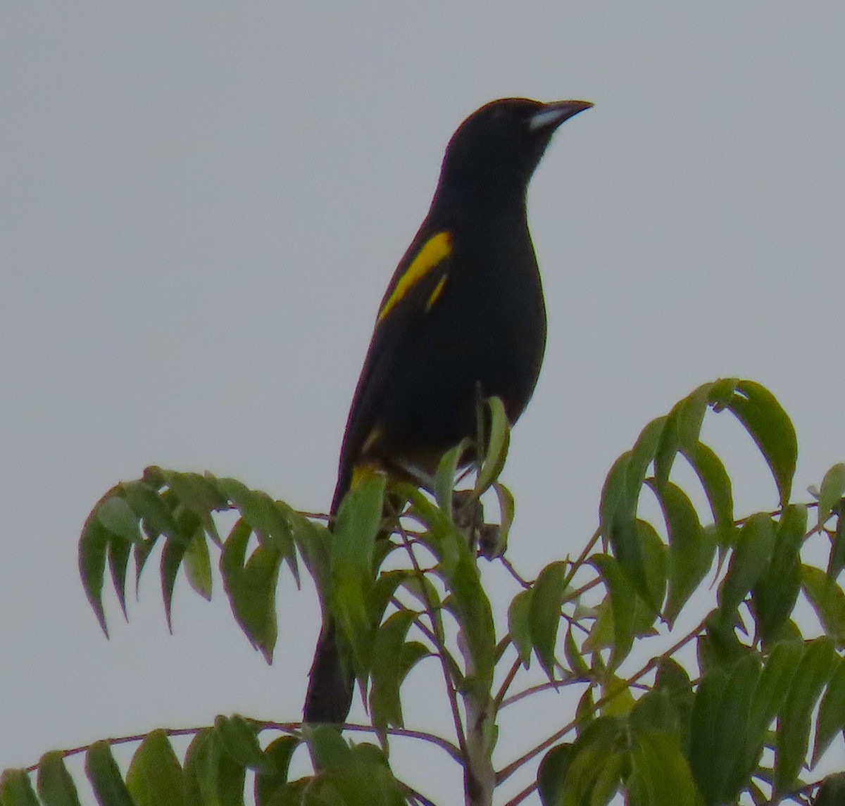 Cuban Oriole - ML620533260