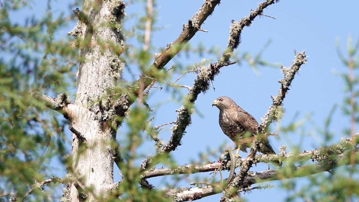 Broad-winged Hawk - ML620533264