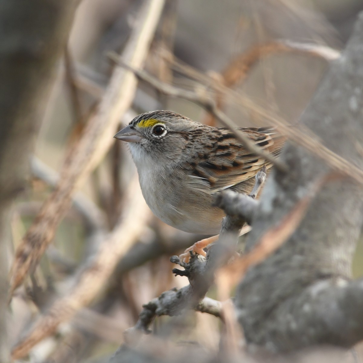 Grassland Sparrow - ML620533265
