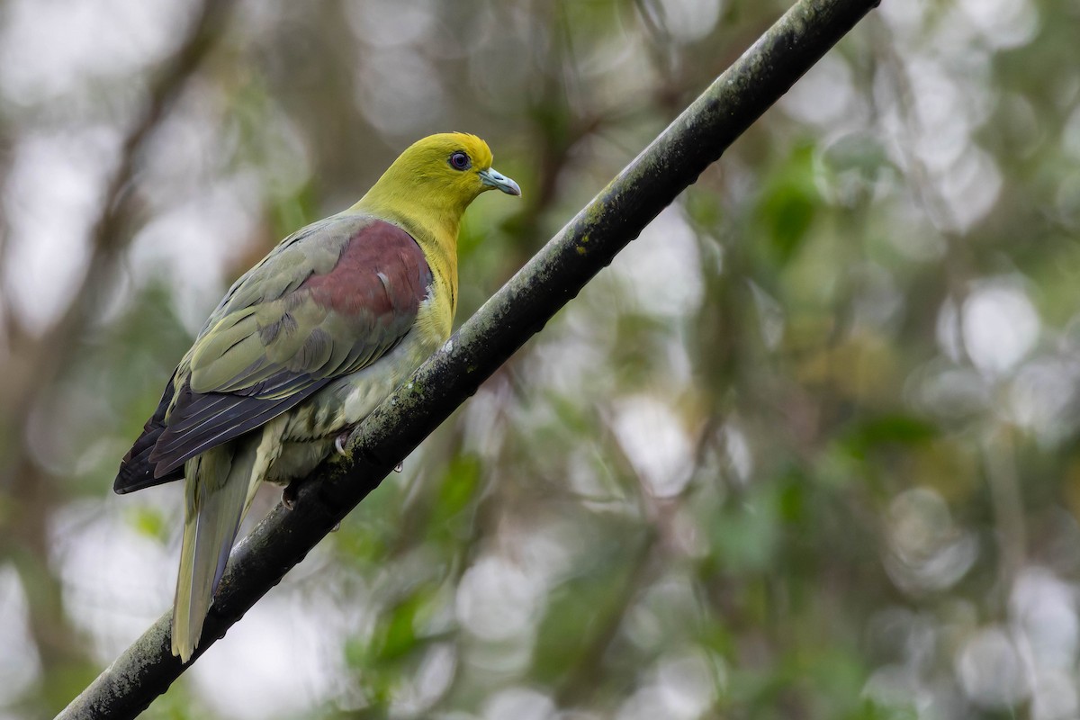 White-bellied Green-Pigeon - ML620533266
