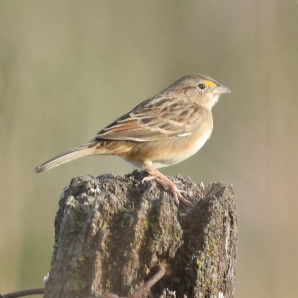 Grassland Sparrow - ML620533267