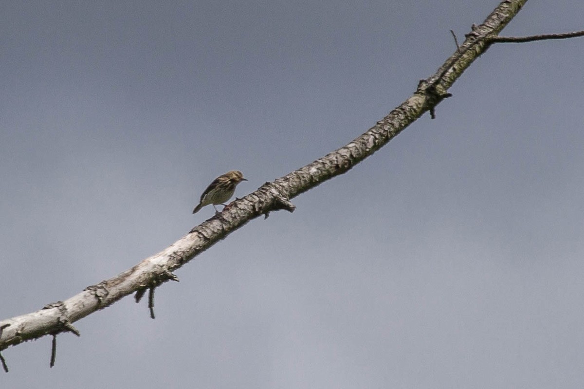 Tree Pipit - ML620533272