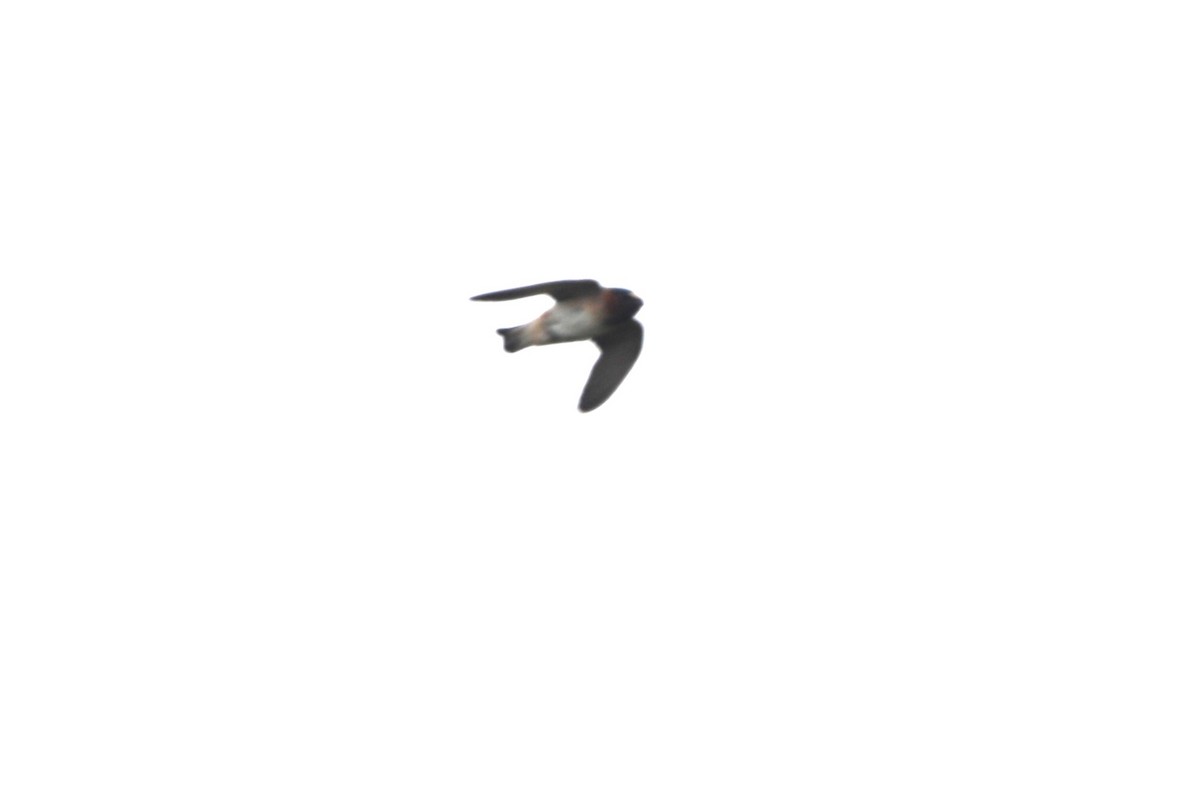 Cliff Swallow - ML620533275