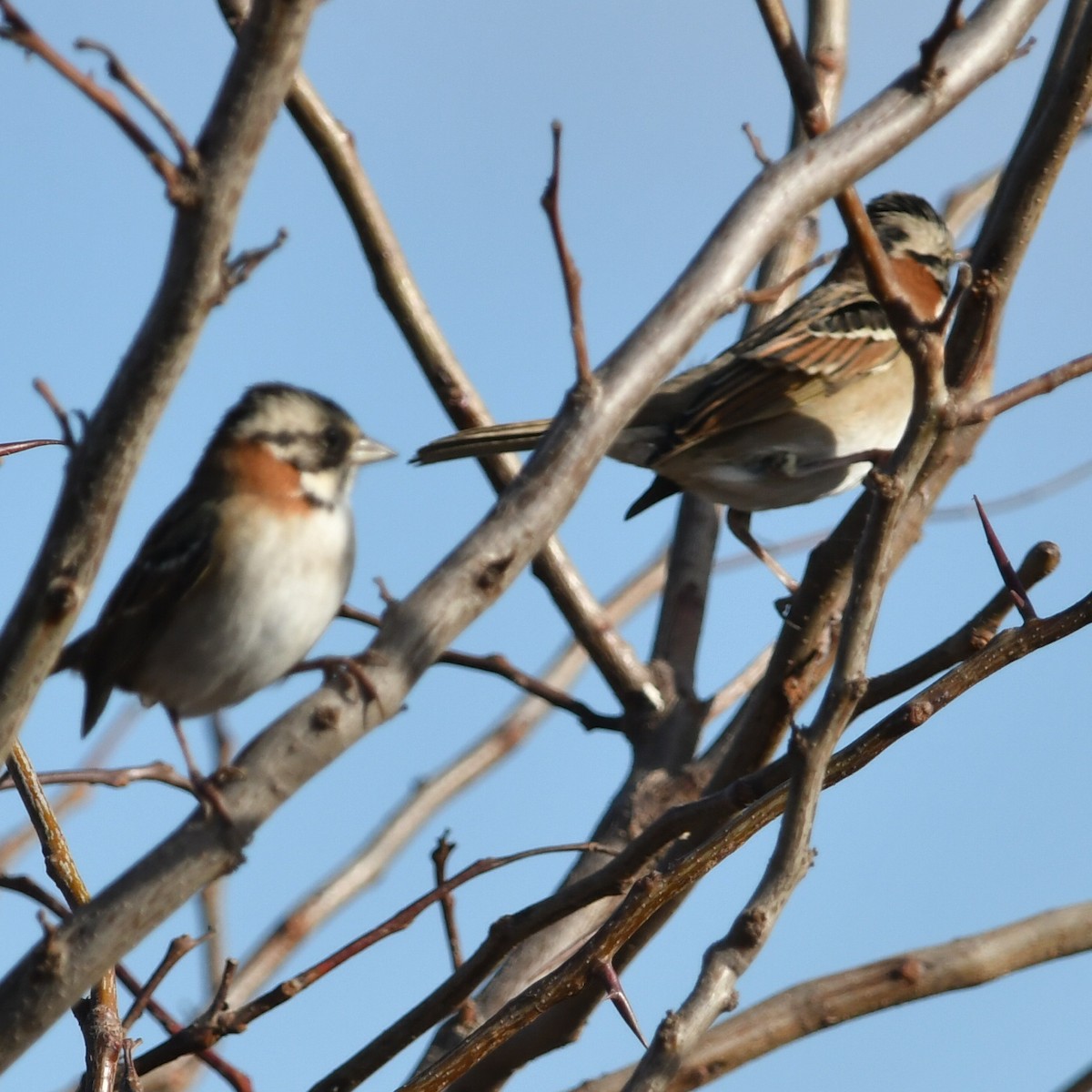 Rufous-collared Sparrow - ML620533277