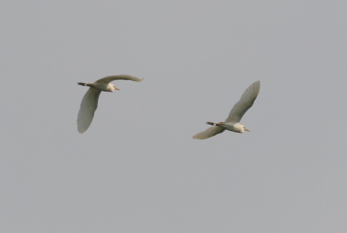 Western Cattle Egret - "Chia" Cory Chiappone ⚡️