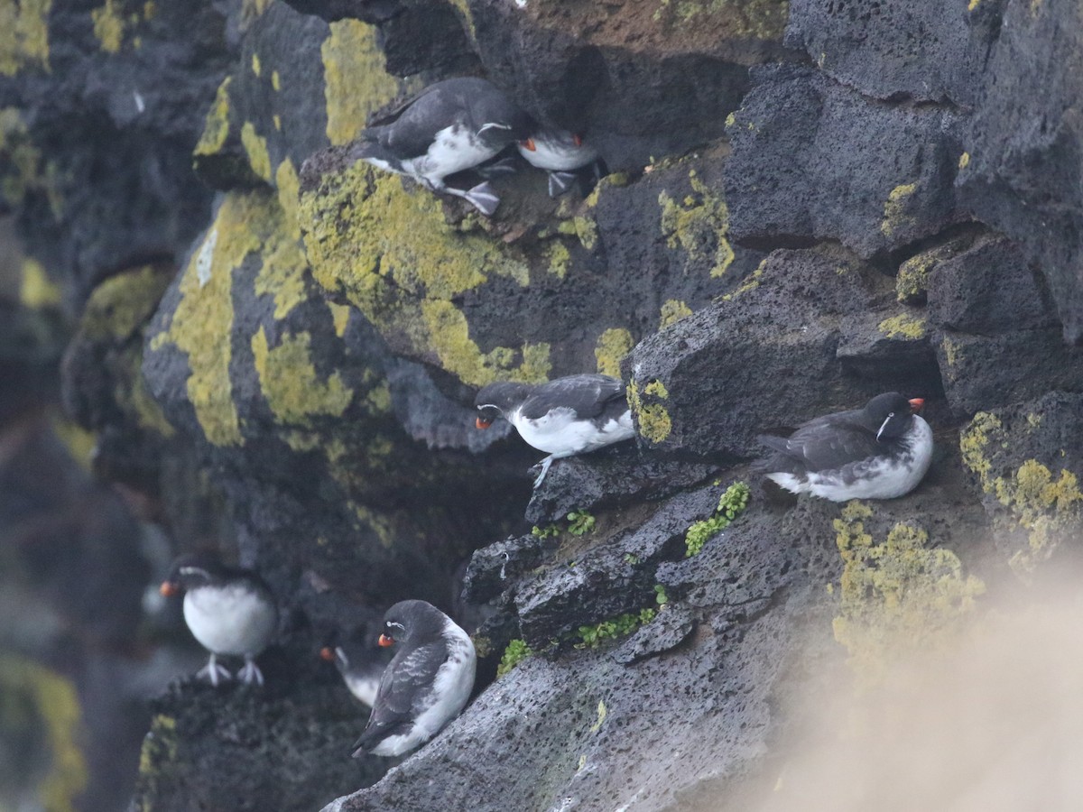 Parakeet Auklet - ML620533292