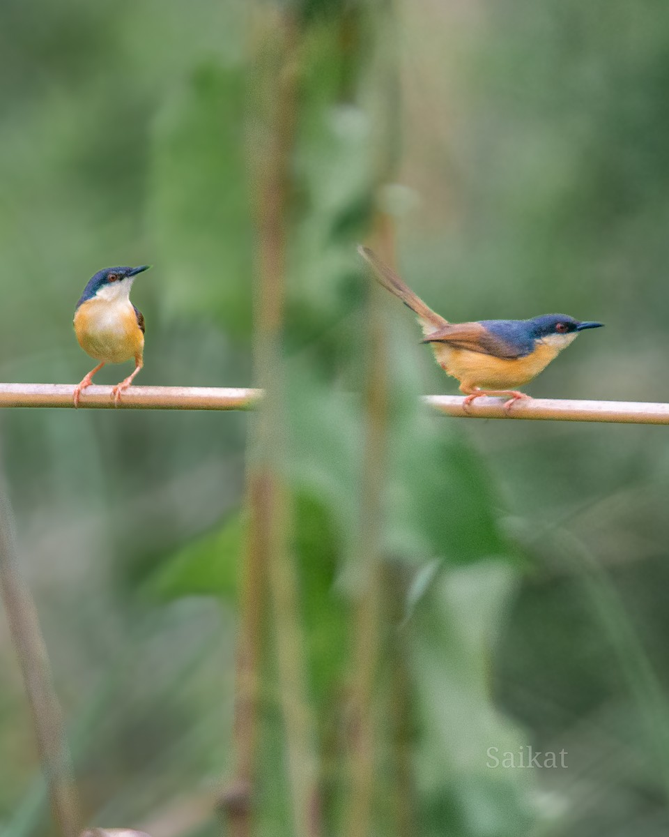 Prinia cendrée - ML620533300