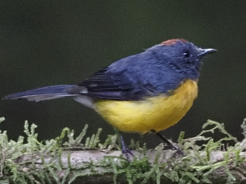 Slate-throated Redstart - ML620533304