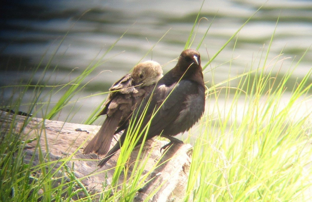 Brown-headed Cowbird - ML620533315