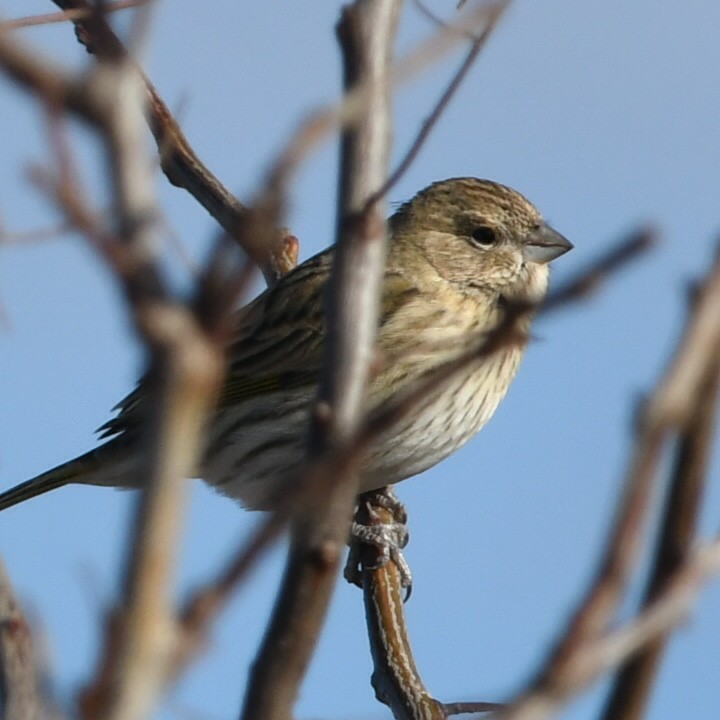 Saffron Finch - ML620533318