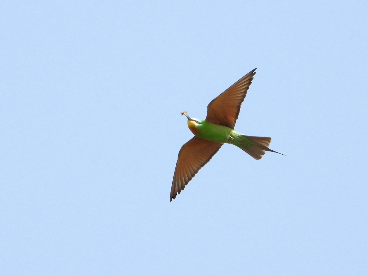 Blue-cheeked Bee-eater - ML620533319