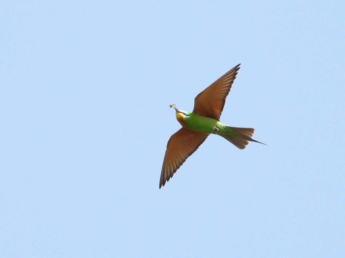 Blue-cheeked Bee-eater - Martin Rheinheimer