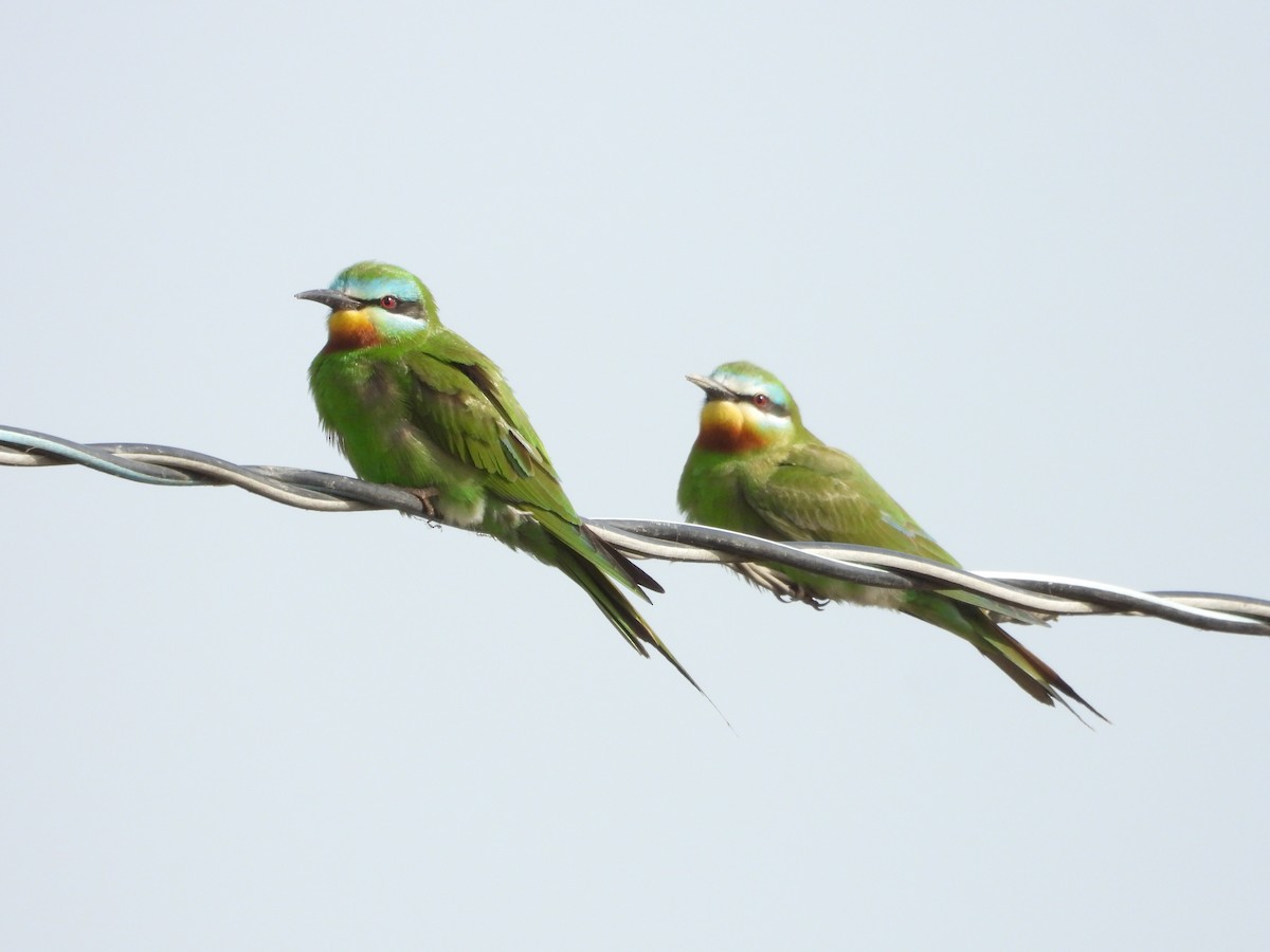 Blue-cheeked Bee-eater - ML620533321