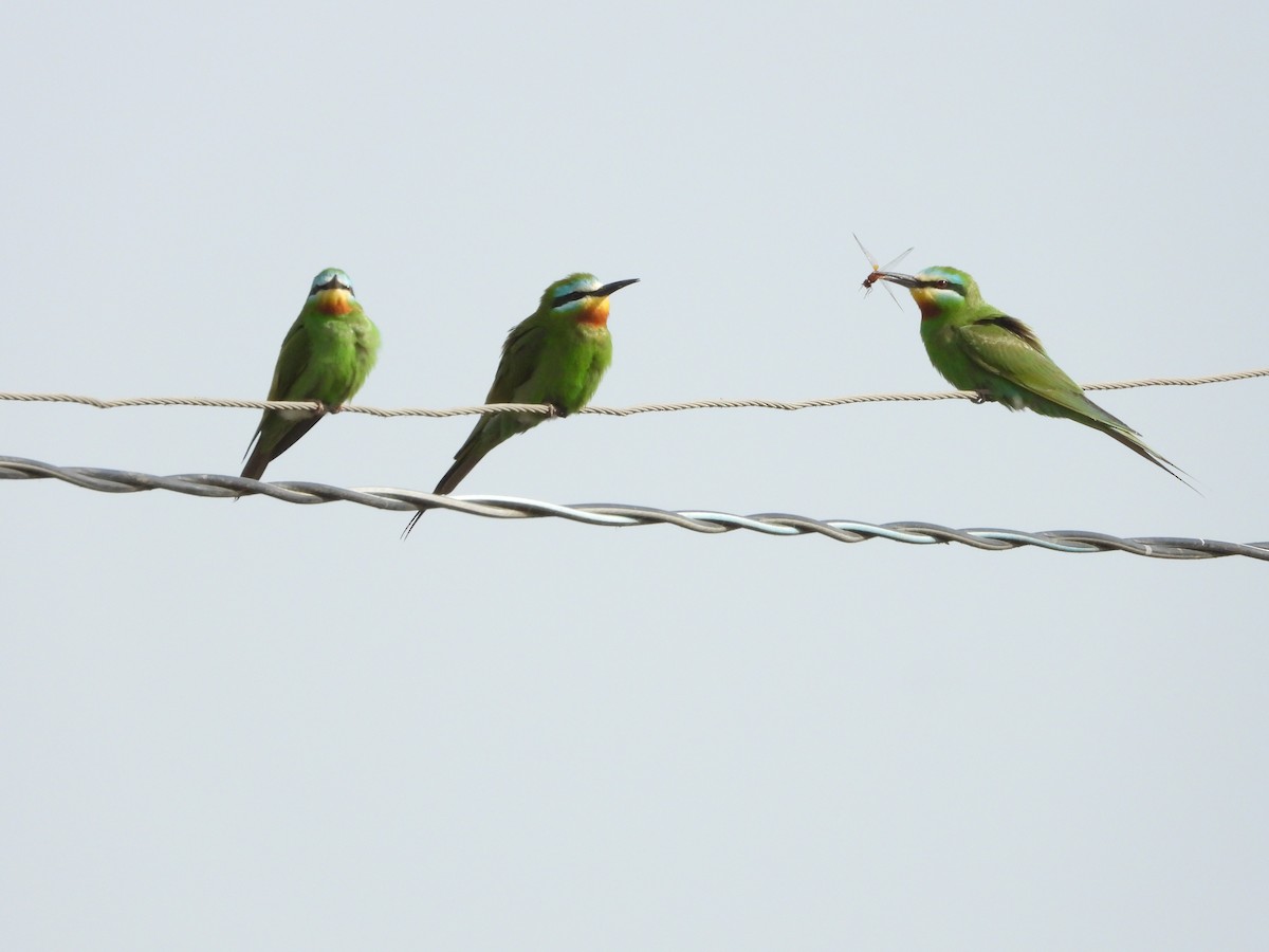 Blue-cheeked Bee-eater - ML620533322