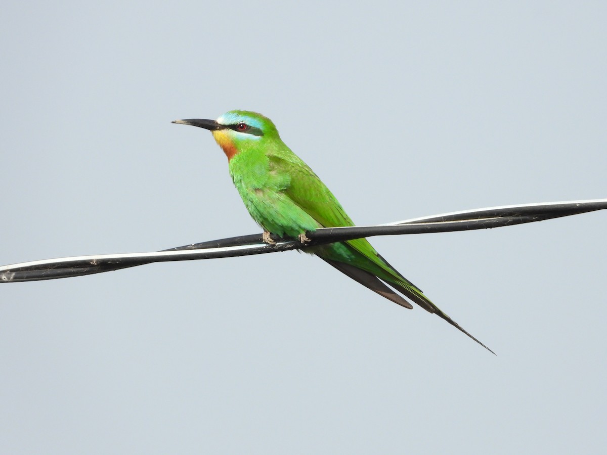 Blue-cheeked Bee-eater - ML620533323