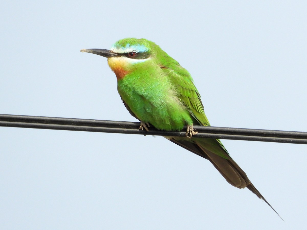 Blue-cheeked Bee-eater - ML620533324