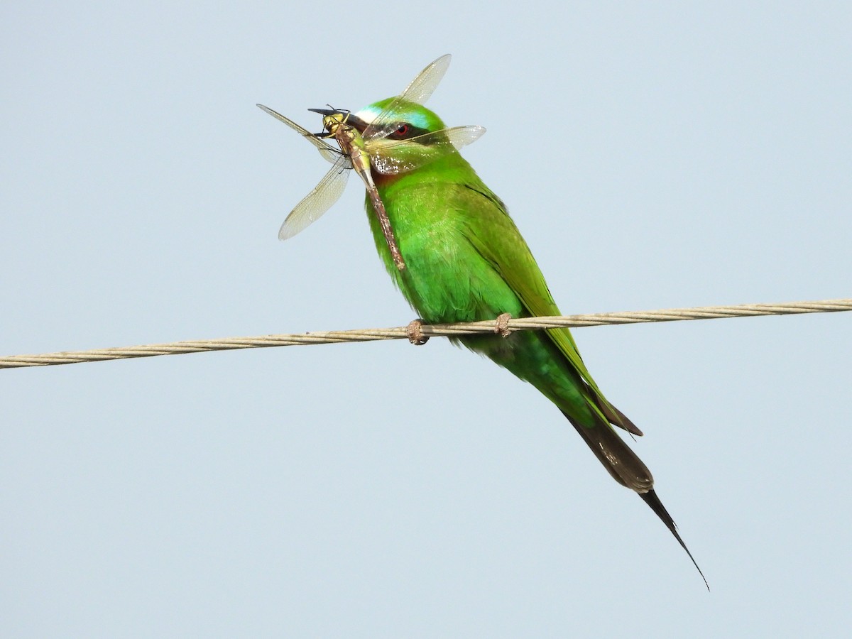 Blue-cheeked Bee-eater - ML620533325