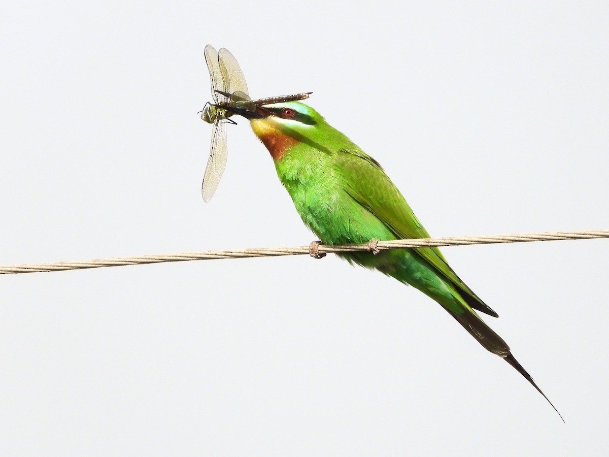 Blue-cheeked Bee-eater - ML620533326