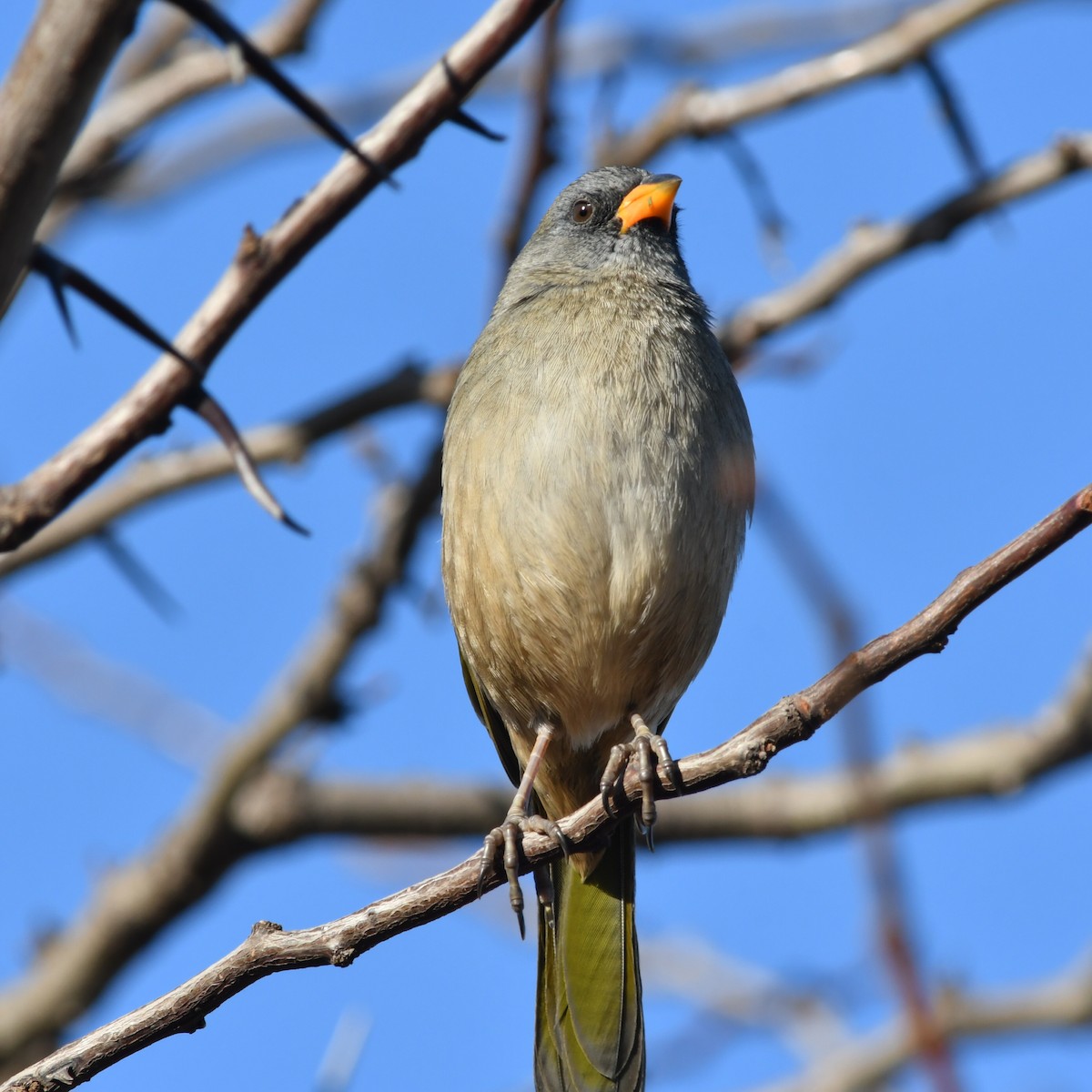 Great Pampa-Finch - ML620533331