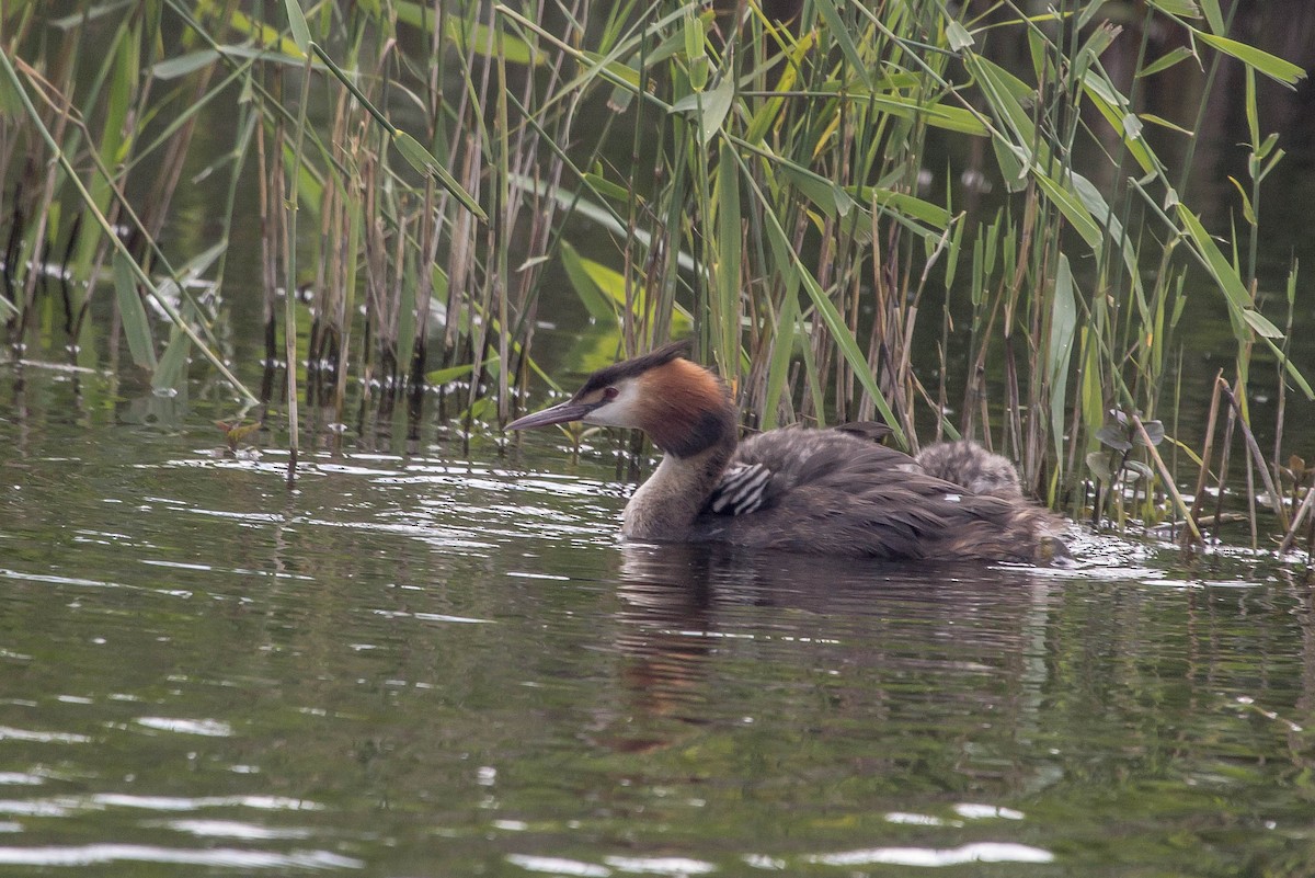 Great Crested Grebe - Michael Hooper