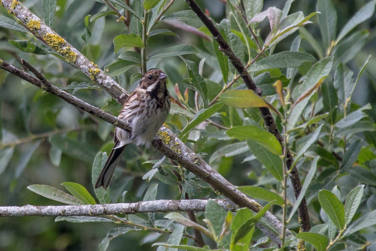 Reed Bunting - Michael Hooper