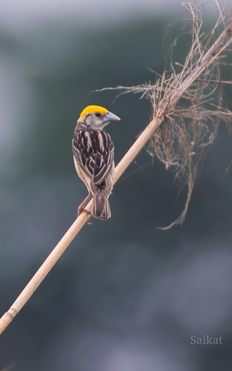 Black-breasted Weaver - ML620533341