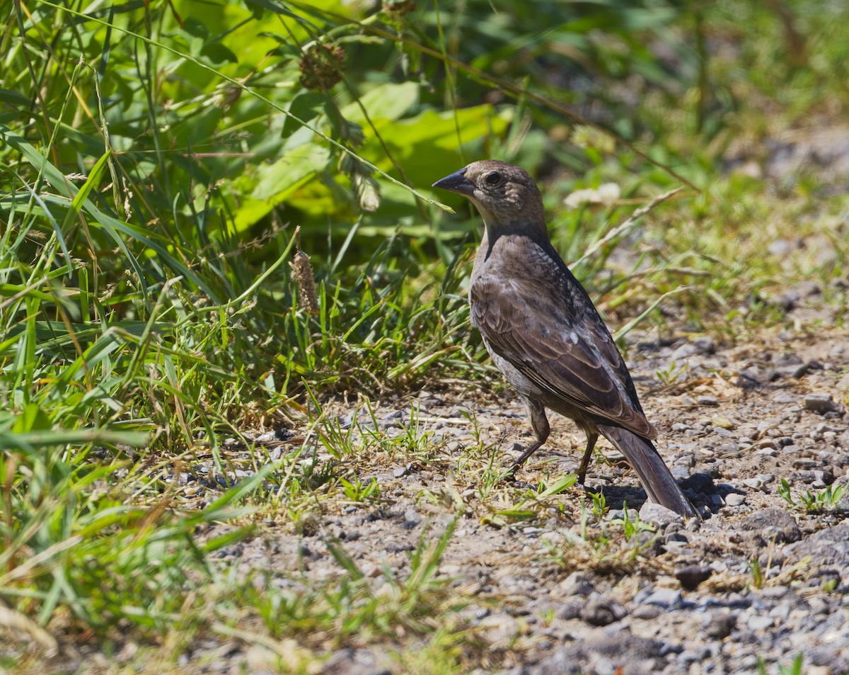 Brown-headed Cowbird - ML620533344