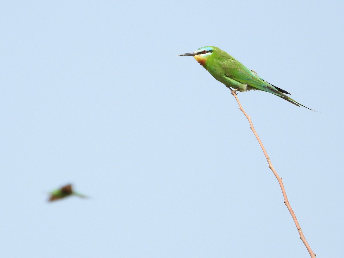 Blue-cheeked Bee-eater - ML620533353