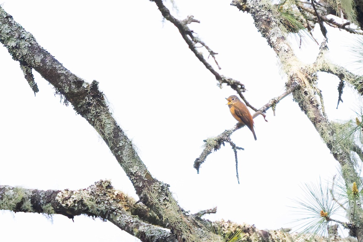 Ferruginous Flycatcher - Angel BAS-PEREZ