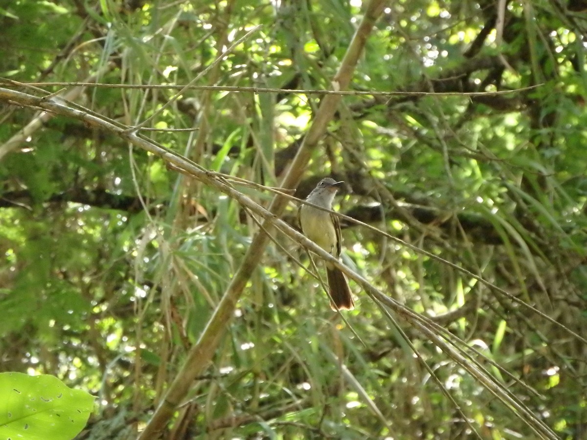 Pale-edged Flycatcher - ML620533363