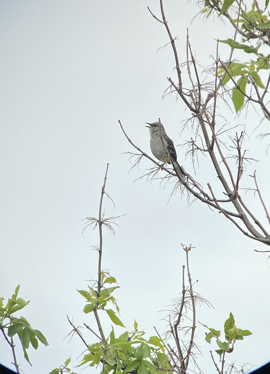 Northern Mockingbird - ML620533365