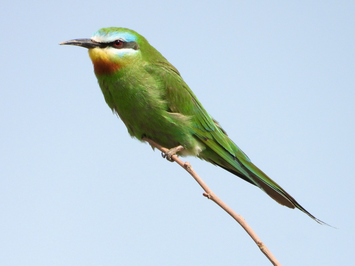 Blue-cheeked Bee-eater - ML620533366