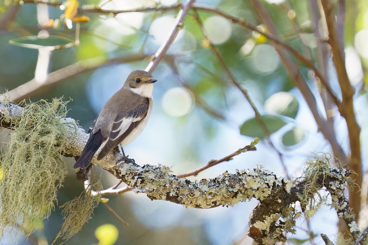 European Pied Flycatcher - ML620533368