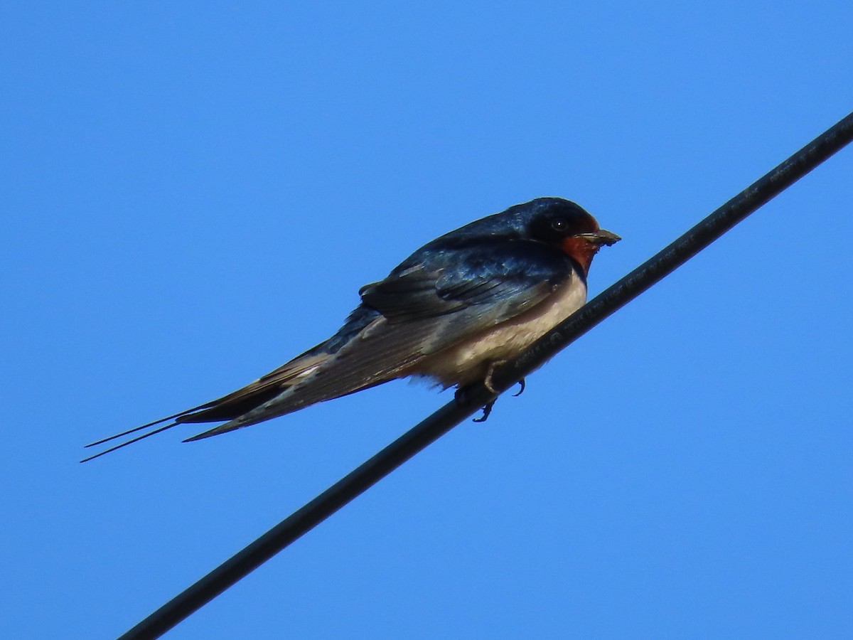 Golondrina Común - ML620533370