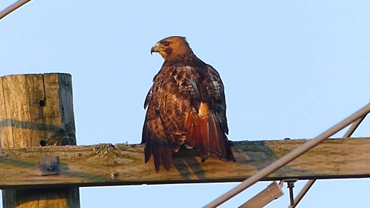 Red-tailed Hawk - ML620533372