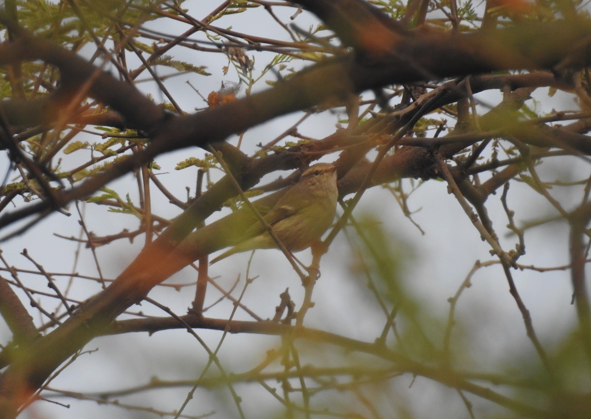 Hume's Warbler - ML620533374