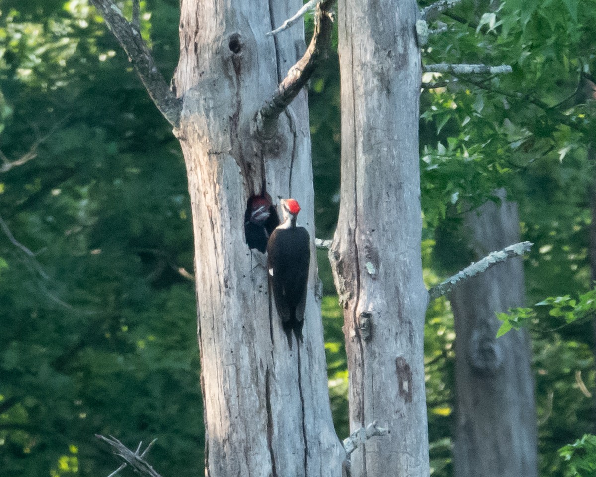 Pileated Woodpecker - ML620533378