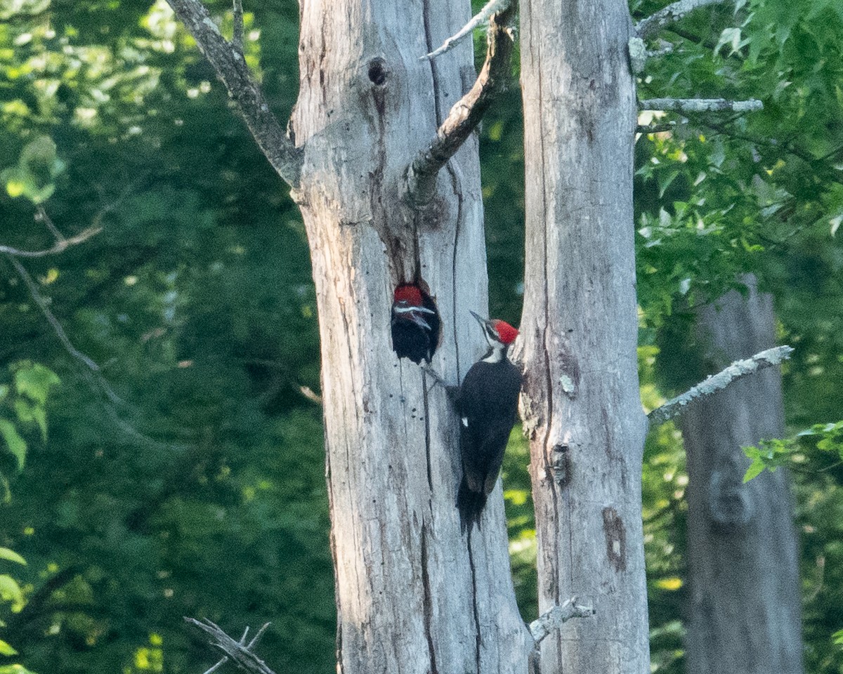 Pileated Woodpecker - ML620533379