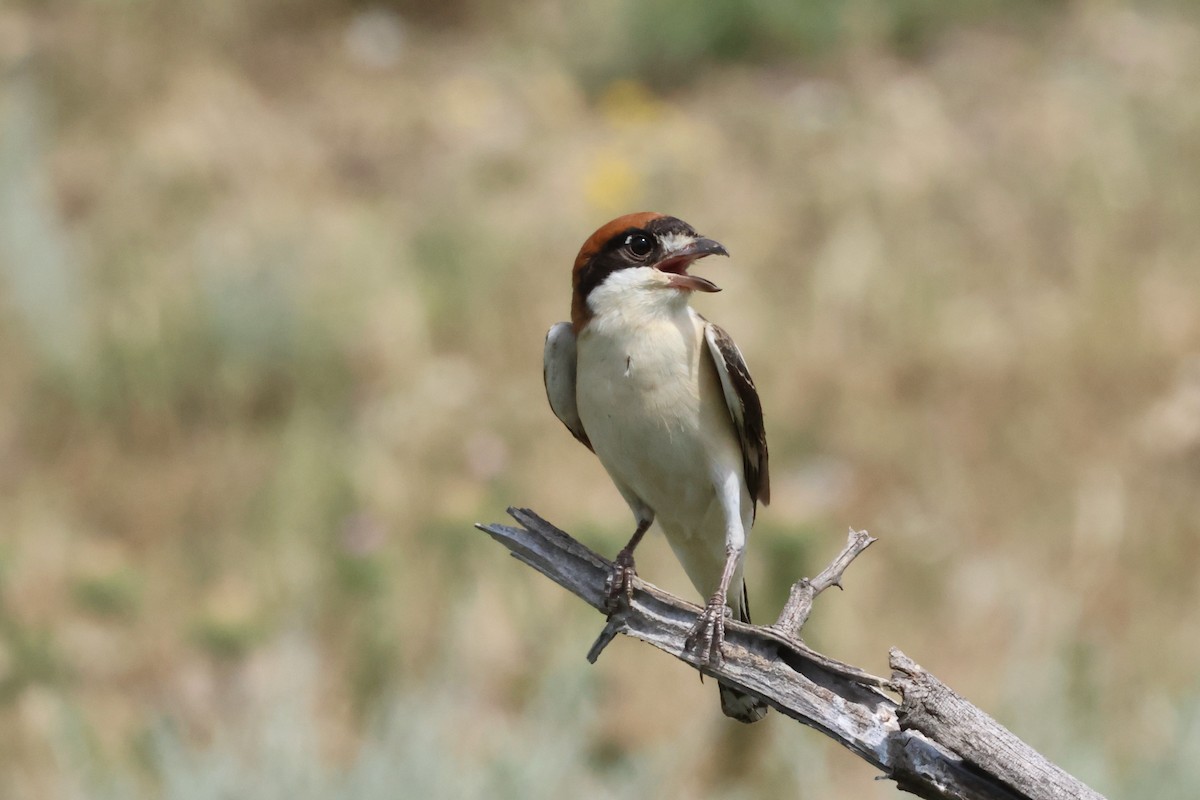 Woodchat Shrike - ML620533390