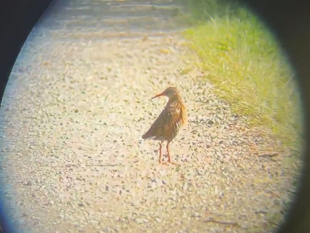 Virginia Rail - ML620533392