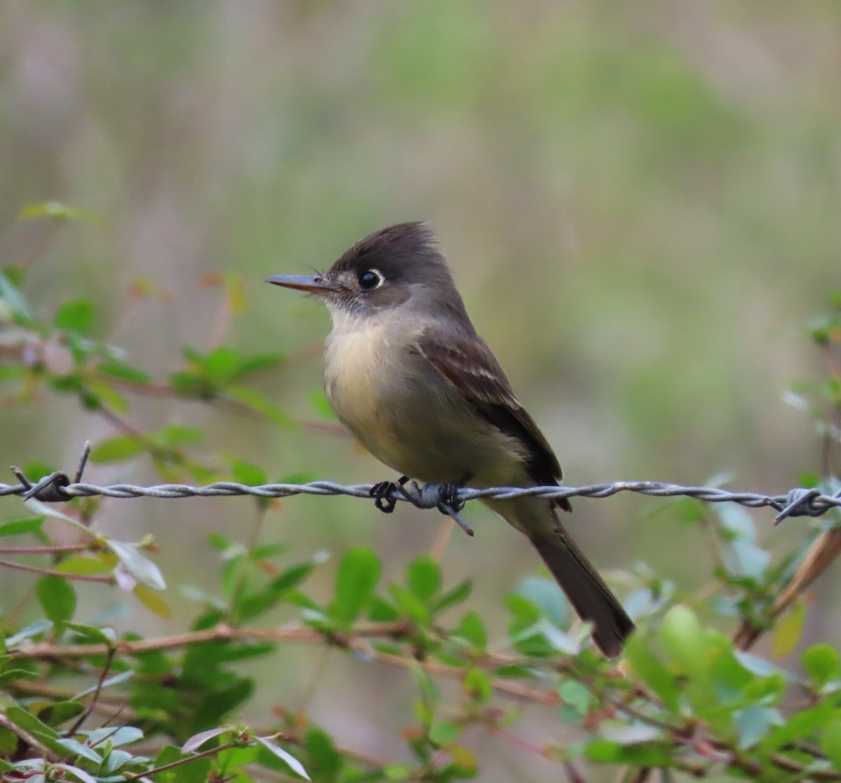 Cuban Pewee - ML620533395