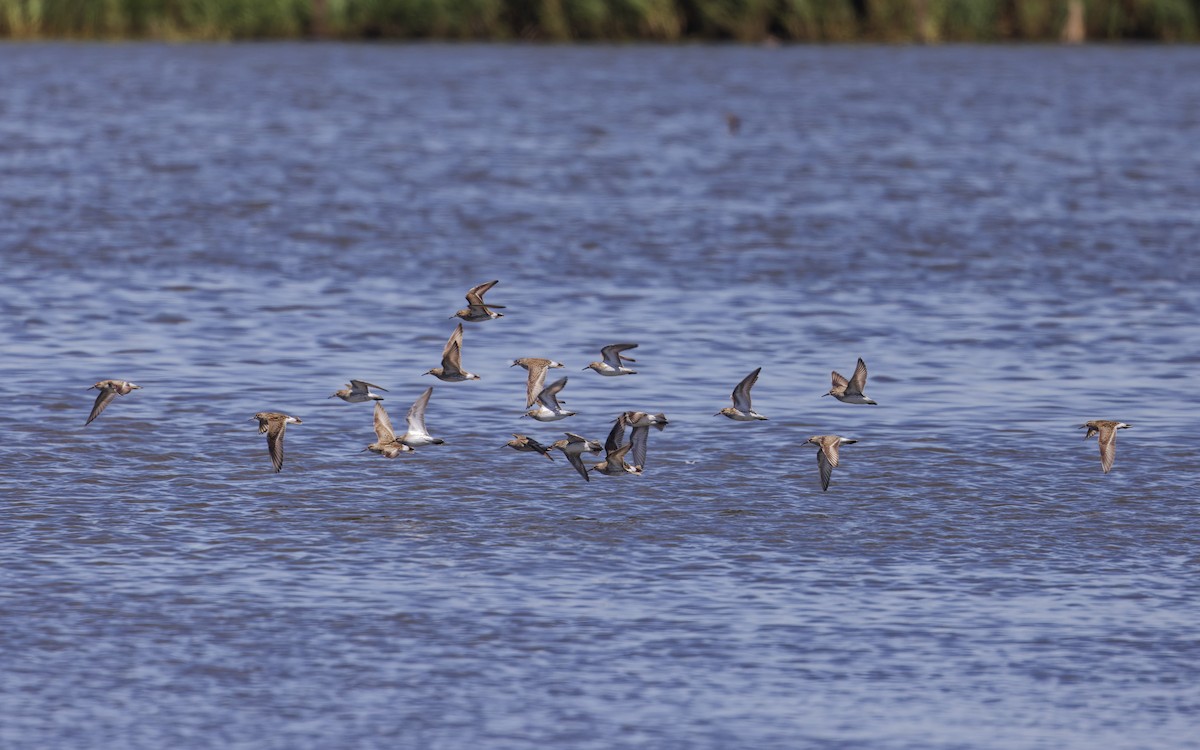 White-rumped Sandpiper - Angus Wilson