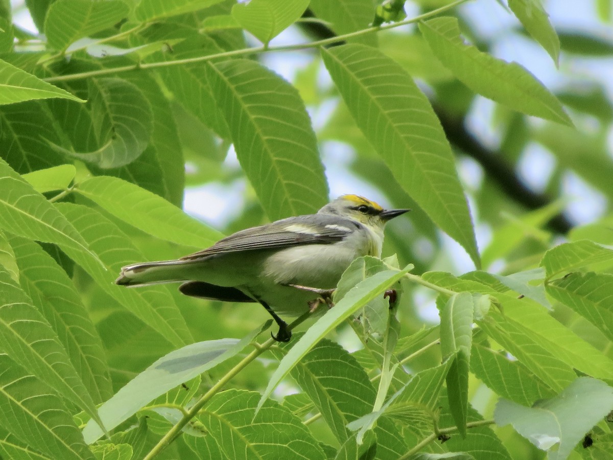 Goldflügel- x Blauflügel-Waldsänger (F1-Hybrid) - ML620533412