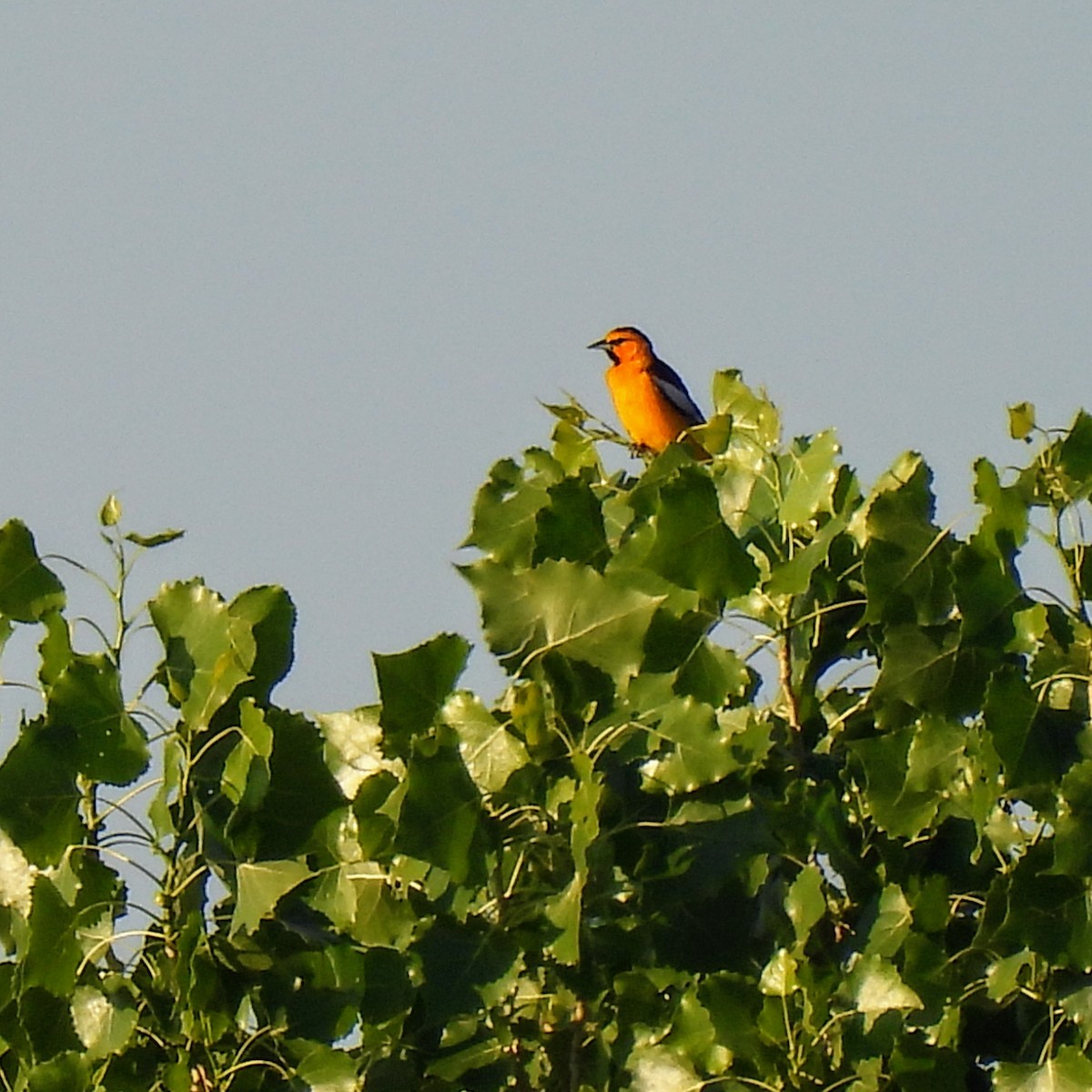 Oriole de Bullock - ML620533418