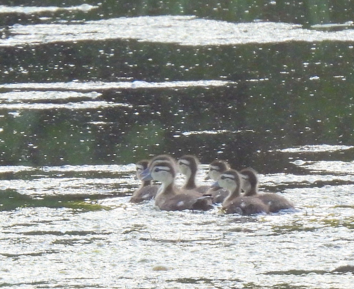 Wood Duck - ML620533431