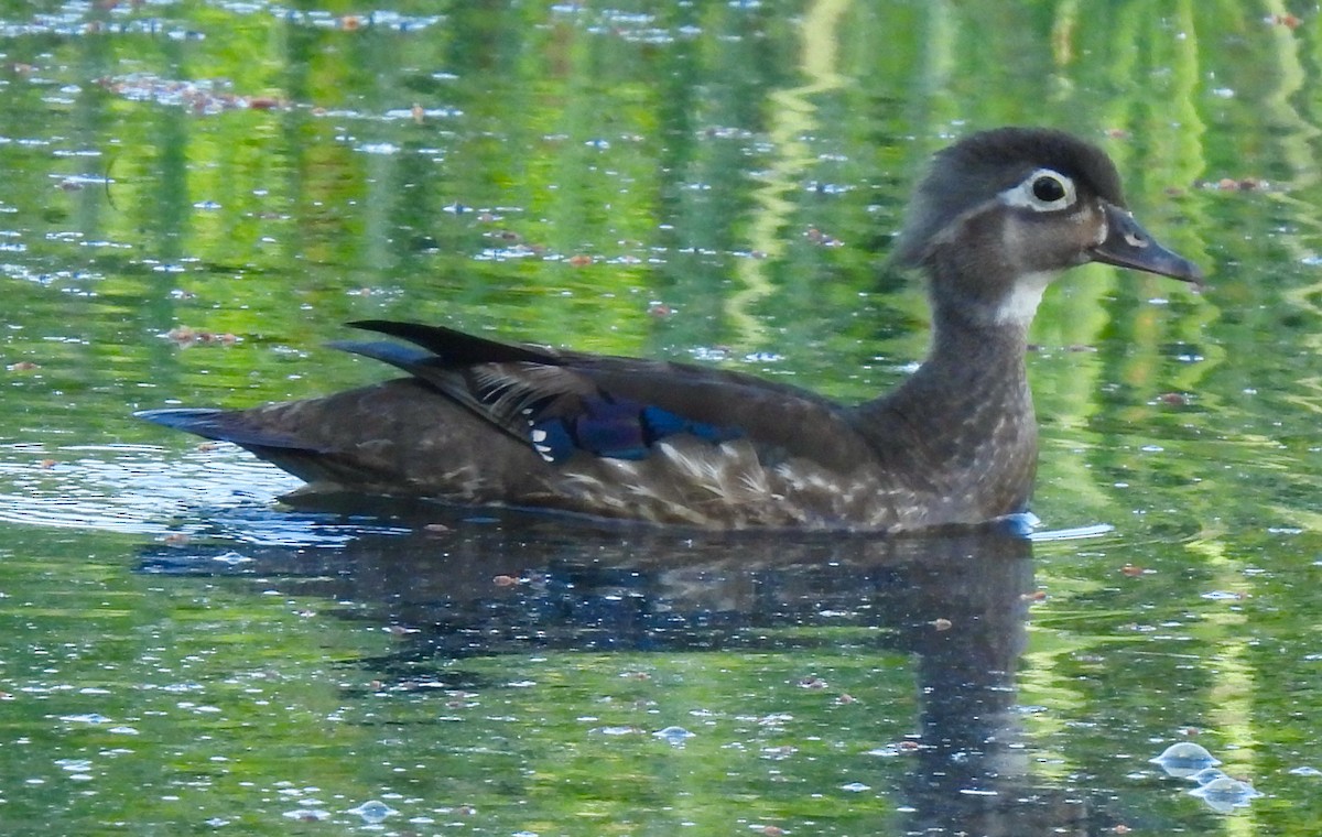 Wood Duck - ML620533432